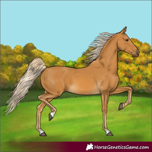 Horse Color:Palomino 