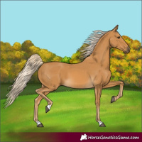 Horse Color:Palomino