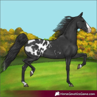 Horse Color:Black Splash Blanket 