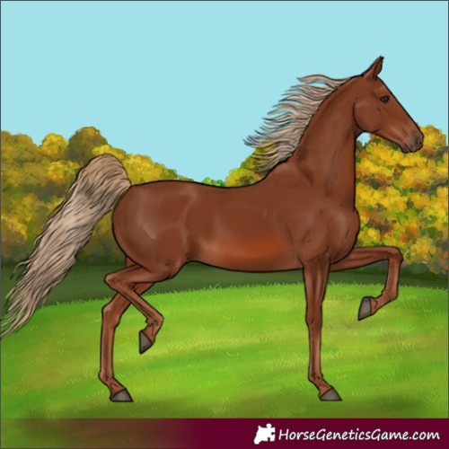 Horse Color:Chestnut 