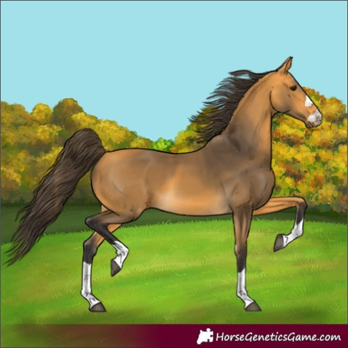 Horse Color:Buckskin 