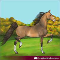 Horse Color:Buckskin 