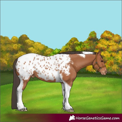 Horse Color:Bay Tobiano Appaloosa 