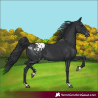 Horse Color:Black Appaloosa