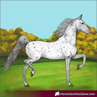Horse Color:Black Appaloosa