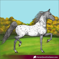 Horse Color:Black Appaloosa 