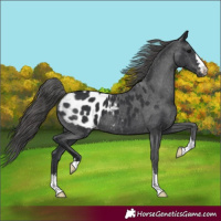 Horse Color:Black Appaloosa