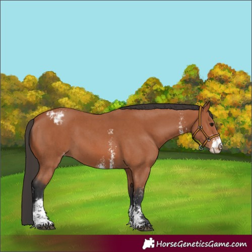 Horse Color:Bay Sabino Appaloosa 