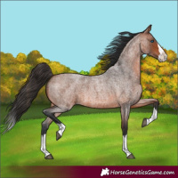 Horse Color:Bay Roan Splash