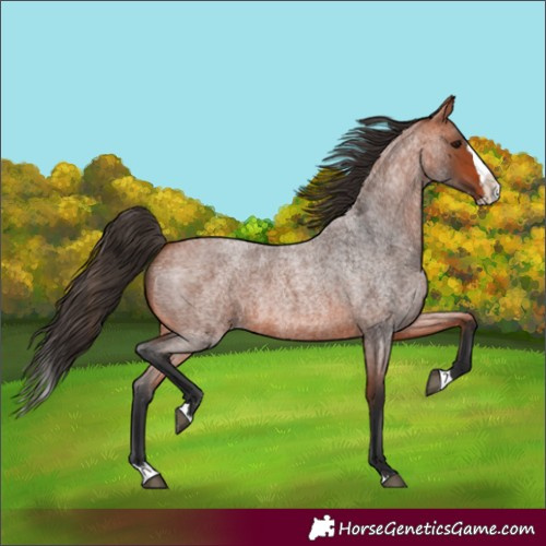 Horse Color:Bay Roan Splash 