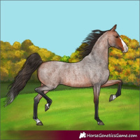 Horse Color:Bay Roan Splash
