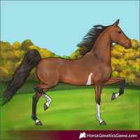 Horse Color:Bay Tobiano Rabicano 