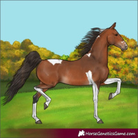 Horse Color:Bay Tobiano Rabicano 