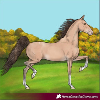 Horse Color:Amber Champagne Tobiano 