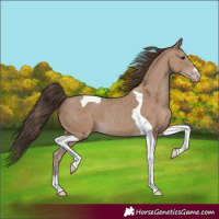 Horse Color:Classic Champagne Tobiano 