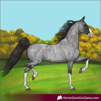 Horse Color:Smoky Blue Roan Splash 