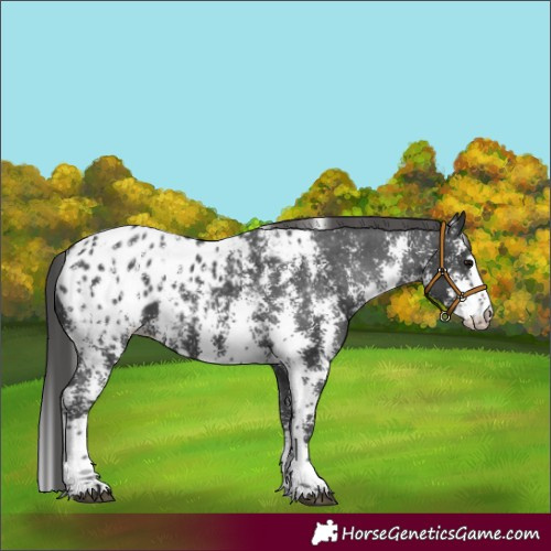 Horse Color:Black Sabino Appaloosa 