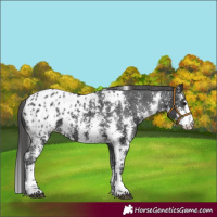Horse Color:Black Sabino Appaloosa 