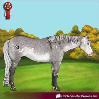 Horse Color:Platinum White Spotted Silver Buckskin Dun Splash Rabicano 