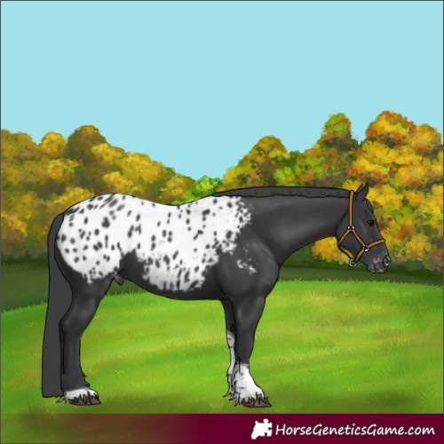 Horse Color:Black Tobiano Appaloosa 