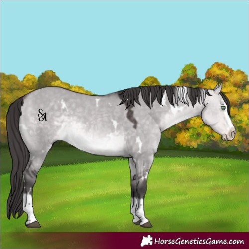 Horse Color:Platinum White Spotted Buckskin Dun Splash Rabicano 