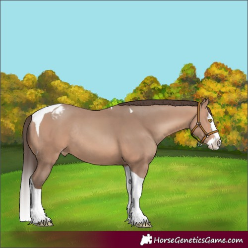Horse Color:Amber Champagne Splash Tobiano Varnish Rabicano