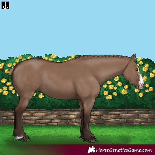 Horse Color:Liver Red Dun Sabino Rabicano 