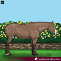 Horse Color:Liver Red Dun Sabino Rabicano 