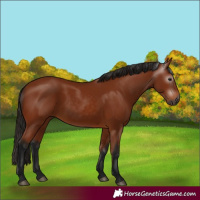 Horse Color:Gray Bay 