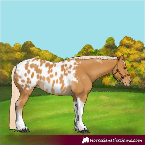 Horse Color:Palomino Tobiano Near Leopard Rabicano 