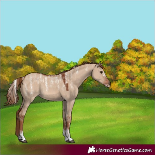 Horse Color:Powder White Red Dun Rabicano 