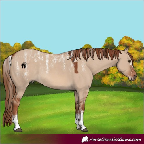 Horse Color:Powder White Red Dun Rabicano 
