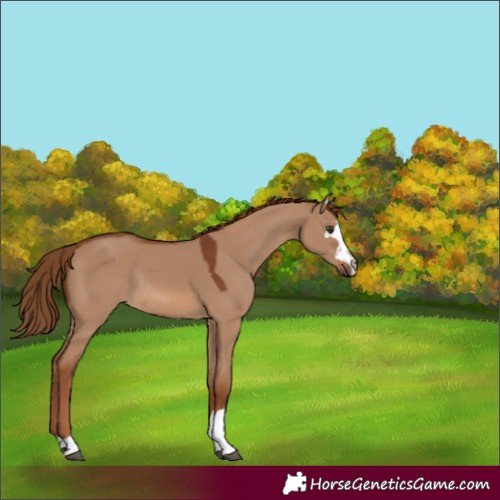 Horse Color:Red Dun Rabicano 