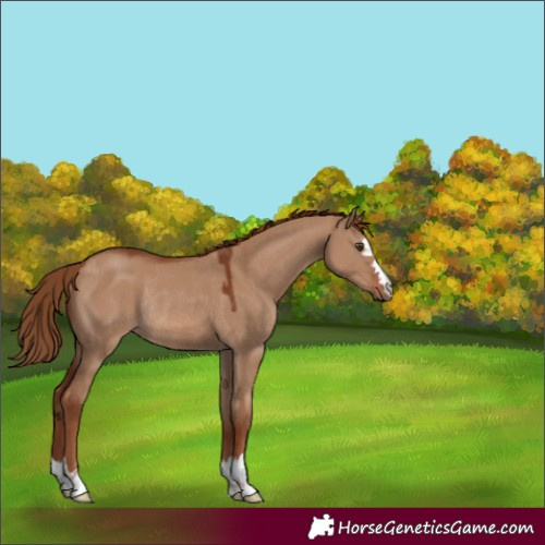 Horse Color:Red Dun Rabicano 
