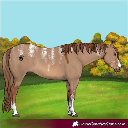 Horse Color:Powder White Red Dun Rabicano 
