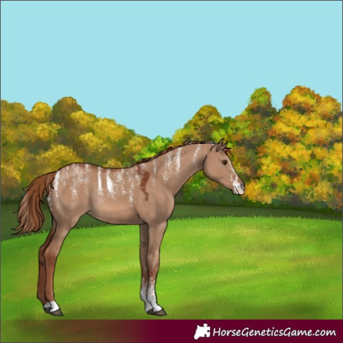 Horse Color:Powder White Red Dun Rabicano 