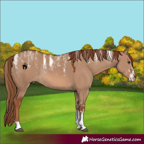Horse Color:Powder White Red Dun Rabicano 