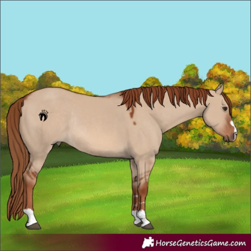 Horse Color:Red Dun Rabicano 
