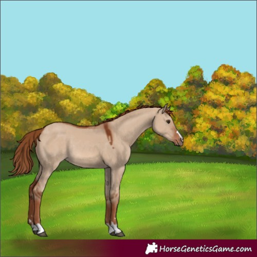 Horse Color:Red Dun Rabicano 