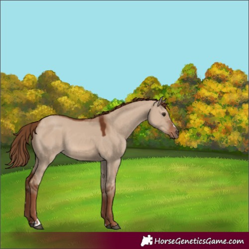 Horse Color:Red Dun Rabicano 