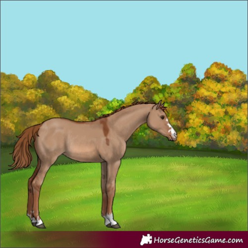 Horse Color:Red Dun Rabicano 