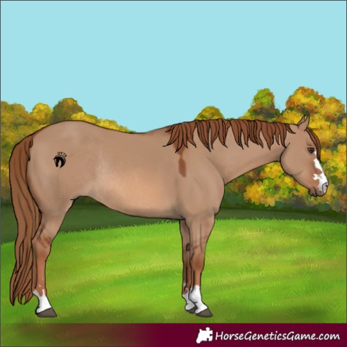 Horse Color:Red Dun Rabicano 