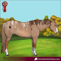 Horse Color:Powder White Red Dun Rabicano 