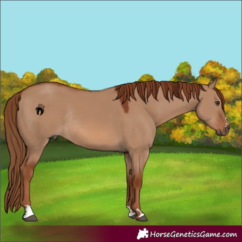 Horse Color:Red Dun Rabicano 