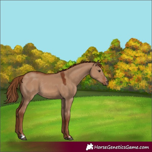 Horse Color:Red Dun Rabicano 