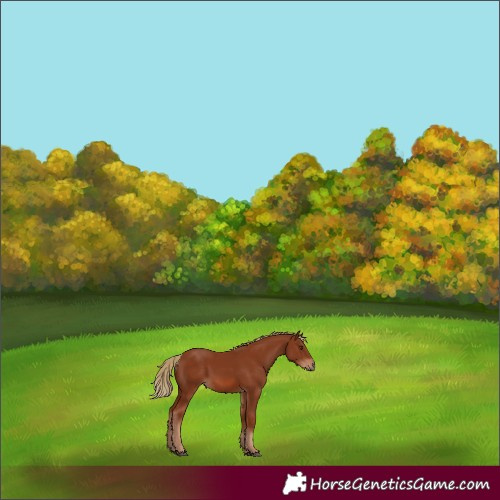 Horse Color:Chestnut 