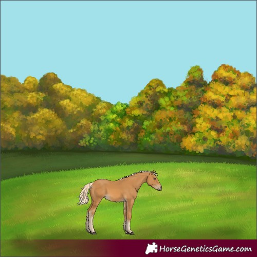 Horse Color:Palomino
