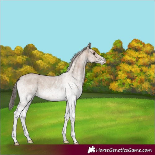 Horse Color:White Spotted Classic Champagne Roan Rabicano