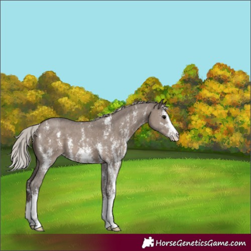 Horse Color:Silver Grullo Sabino