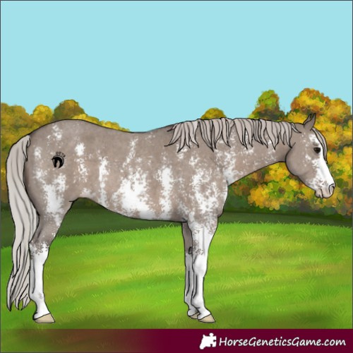 Horse Color:Silver Grullo Sabino